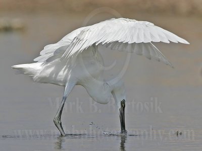 3820291-Reddish_Egret.jpg