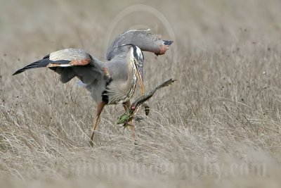 4240524-Great_Blue_Heron.jpg