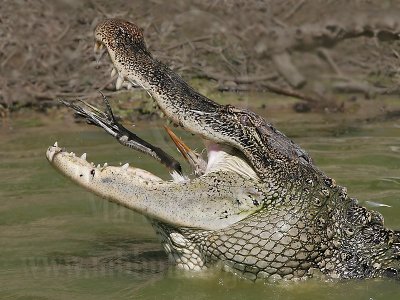 American Alligator: Food