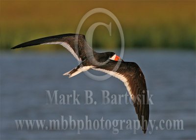 3676180-Black Skimmer.jpg