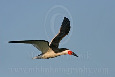 3721278-Black Skimmer.jpg