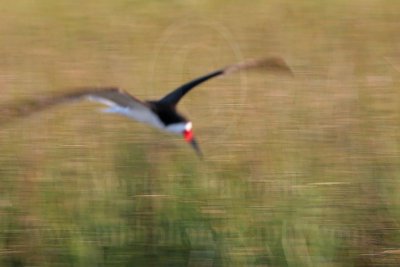 3891269-Black Skimmer.jpg