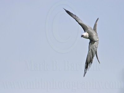 _MG_1007 Swallow-tailed_Kite.jpg