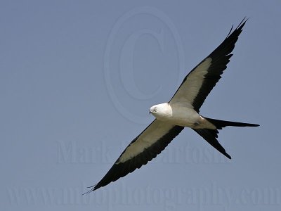 _MG_2719Swallow-tailed_Kite.jpg