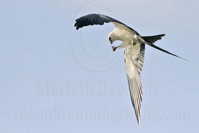 _MG_5488Swallow-tailed_Kite.jpg
