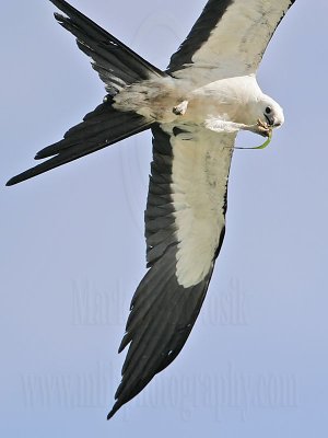 _MG_5937Swallow-tailed_Kite.jpg