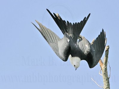 _MG_9261Swallow-tailed_Kite.jpg