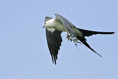 _MG_9796Swallow-tailed_Kite.jpg