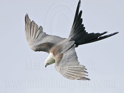 _MG_2431Swallow-tailed_Kite.jpg