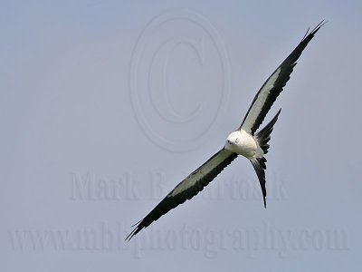 _MG_2703Swallow-tailed_Kite.jpg