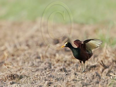 _MG_3872Northern-Jacana.jpg