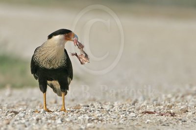 4202392_Crested_Caracara.jpg