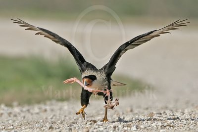 4202393_Crested_Caracara.jpg