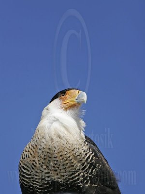 4004450_Crested_Caracara.jpg
