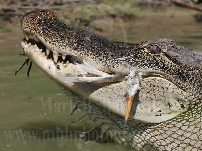 _MG_9088_American_Alligator.jpg