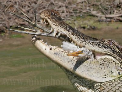 _MG_9089_American_Alligator.jpg