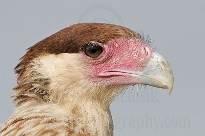 _MG_9538_Crested_Caracara.jpg