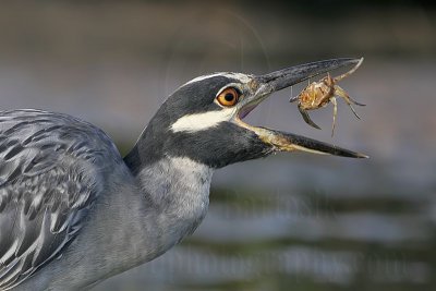 Yellow-crowned Night-Heron: Food