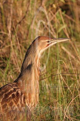3676859_American_Bittern.jpg
