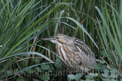 4287276_American_Bittern.jpg