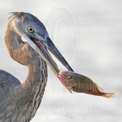 3876442_Great_Blue_Heron.jpg