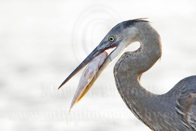 3891253_Great_Blue_Heron.jpg