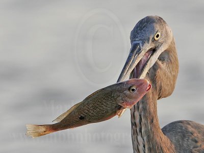 3891255_Great_Blue_Heron.jpg