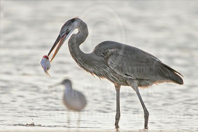 3975282_Great_Blue_Heron.jpg