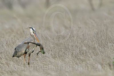 4240521_Great_Blue_Heron.jpg