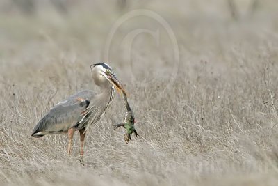 4240522_Great_Blue_Heron.jpg