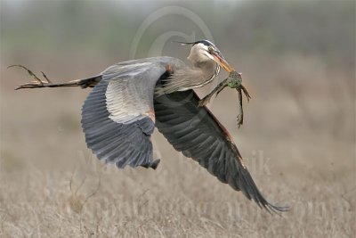 4240526_Great_Blue_Heron.jpg