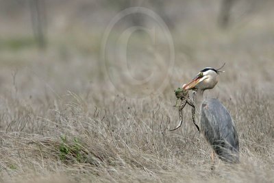 4266365_Great_Blue_Heron.jpg