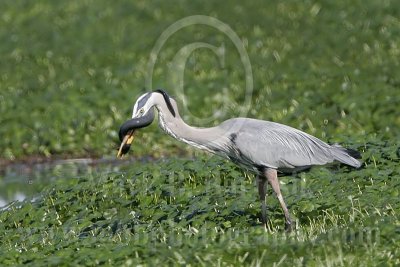4266364_Great_Blue_Heron.jpg