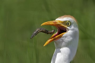 Cattle Egret: Food