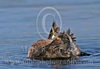 3678036_Least_Grebe.jpg