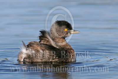 3678039_Least_Grebe.jpg