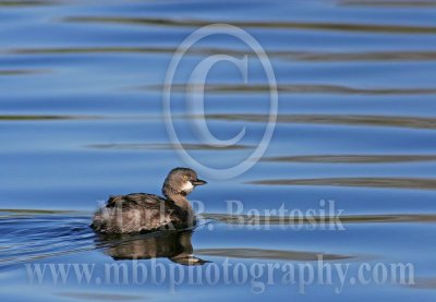 3680941_Least_Grebe.jpg