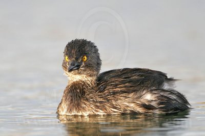 3876578_Least_Grebe.jpg