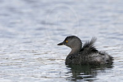 3876588_Least_Grebe.jpg