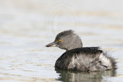 3876590_Least_Grebe.jpg