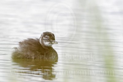 3876625_Least_Grebe.jpg