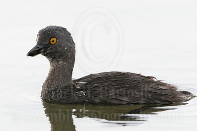 3876633_Least_Grebe.jpg