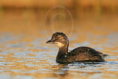 3876683_Least_Grebe.jpg