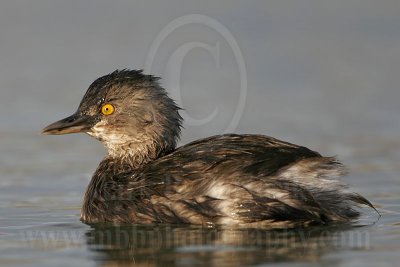 3925442_Least_Grebe.jpg