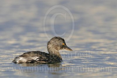 3925444_Least_Grebe.jpg