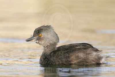 Least Grebe: Feathers eating