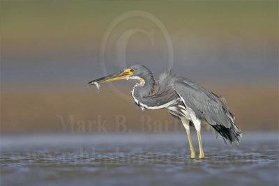 3975271_Tricolored_Heron.jpg