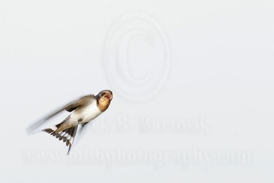 4535566-lg.jpg