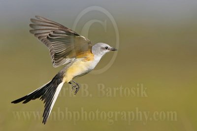 Scissor-tailed Flycatcher: On the Wing