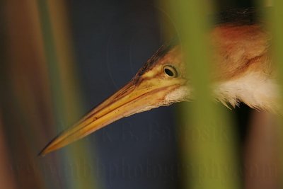 _MG_6237_Least_Bittern.jpg